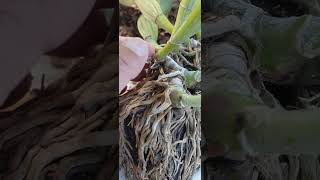 orquidea en tronco seco