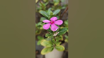 camera por mode setting || IQOO NEO 7 POR || blur effect photography || #photography #shorts #short