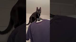 Feisty Cat Drops Owner’s T-Shirt