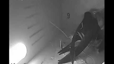 Gierzwaluw komt nestkast binnen met nestmateriaal, achtervolgt door man Huismus