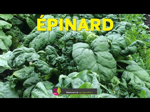 Vidéo: Types de plantes d'épinards - En savoir plus sur les différents types de plantes d'épinards