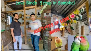 Love Birds Setup in Sambhal ||Mahir Hussain || 2/5/2024.             #lovebirdscolony #bird #vlog