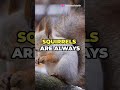 The Cute Life of The Squirrel! - 03 Facts about Squirrels For Kids!
