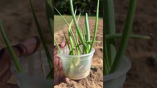 How To Grow Green Onions From Kitchen Scraps