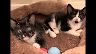 Pollyanna and Petey: Pulled from the Pond