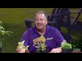 Digging Deeper with Backyard Farmer | Plants to Buy in July