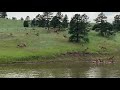 Elk on Lookout Mountain