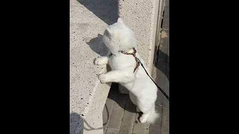 Video 1827431: persiancat ragdollcat, persiancat persians, ragdollcat kitten