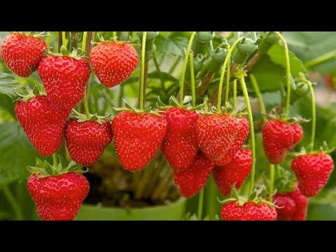 Video: Havejordbær: Plantning Af Finesser