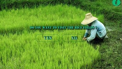 A warm welcome to the rice fields