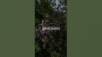 يٰ٘اَيُّهَا الَّذِينَ اٰمَنُوْا صَلُّوا عَلَيهِ وَسَلِّمُوْا تَسلِيْمًا #سورة_الأحزاب #ياسر_الدوسري