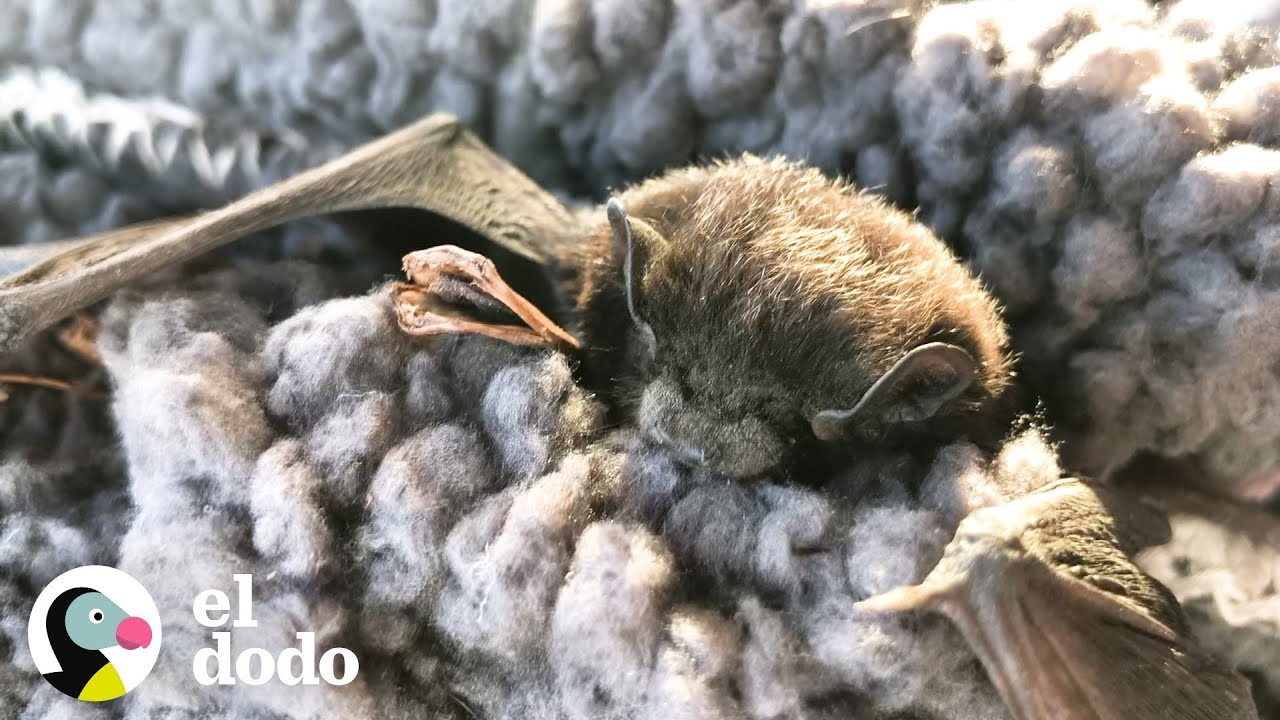 Que Hacer Si Te Encuentras Un Murcielago ¿Qué harías si te encuentras a un murciélago en el suelo? | El Dodo
