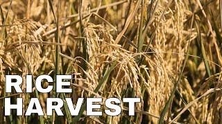 Update from the Farm | Rice Harvest 2021