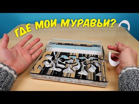 Видео: Что с моими Муравьями? Почему я их долго не снимал. alex boyko