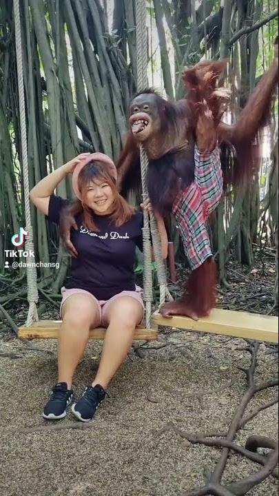 Phototaking with Orangutan for 200baht at Safari World in Bangkok, Thailand!