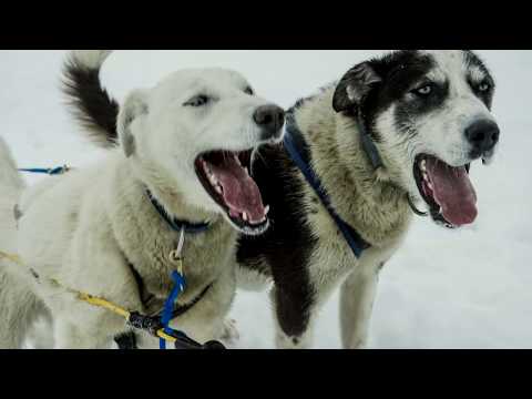 Video: Hunde Und Knochen: Eine Gefährliche Kombination