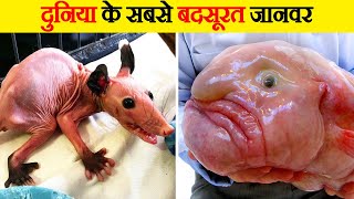 इनकी शक्ल देख बेहोश मत हो जाना | the Ugliest Animal on Earth