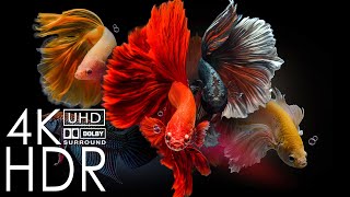 Stunning Betta Fish 4K HDR 60fps Dolby Vision — 4K UHD Abstract Liquid Screensaver | Relaxing Music