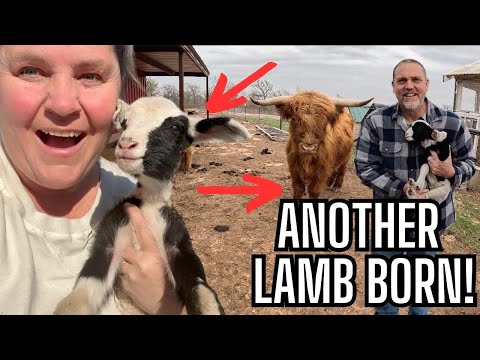 Surprise! Another Lamb Born Today! Unexpected Farm Birth at Paragon Ridge Ranch!