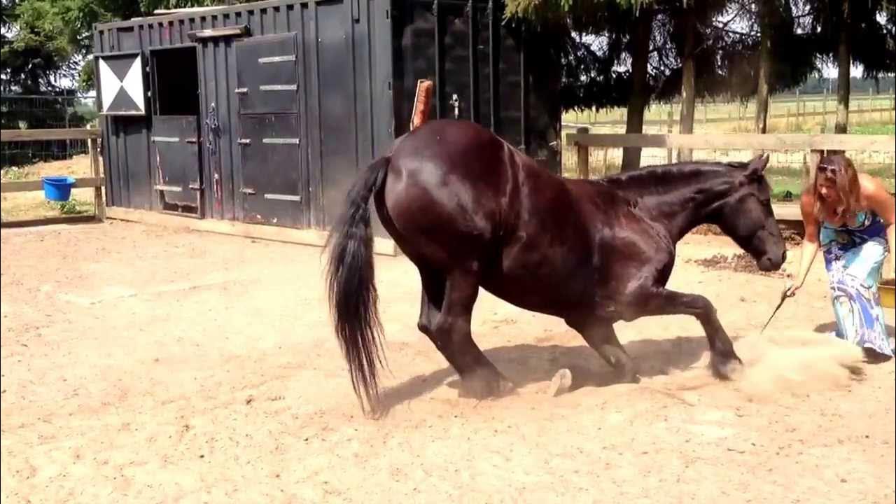 How to get your horse to lay down the easy way part 2 YouTube
