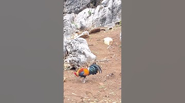 gà rừng gáy cực phê.qaib qus qua zoo