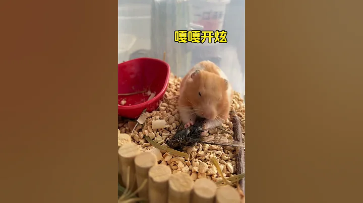 有什麼好東西都要拿來給鼠子嘗一嘗 - 天天要聞