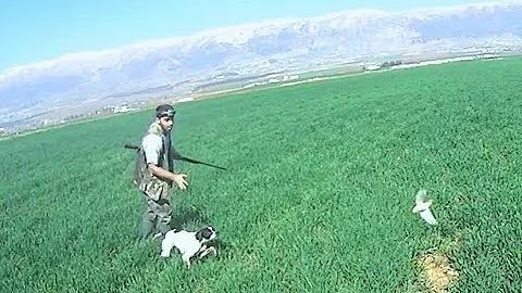 Quail Hunt Pointer Dogs - caccia alla quaglia - Chasse Quaille avec Pointer - صيد فري سمان