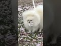 Sakura? No! Let's get some rubbish #dog #pomeranian #doglife #cutedog #pets #puppy #癒し #spring