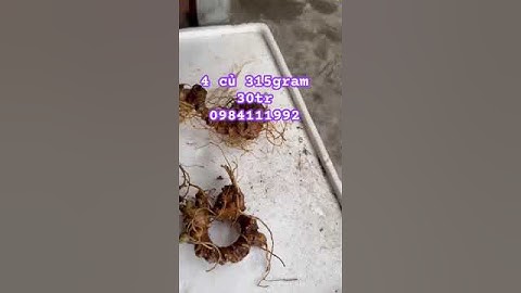 4 củ sâm Lai Châu rừng #sâm_lai_châu_rừng #sâm_ngọc_linh_rừng #sâm_ngọc_linh #sâm_lai_châu