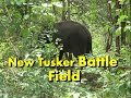 New Tusker Attack by WildTukres in Shetthihalli Forest 2013 spot Visual