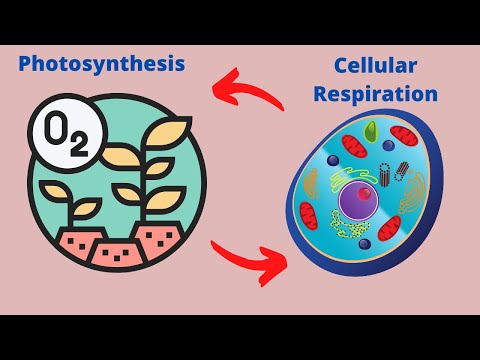 Video: Hvordan er fotosyntese og cellulær respiration forskellige?