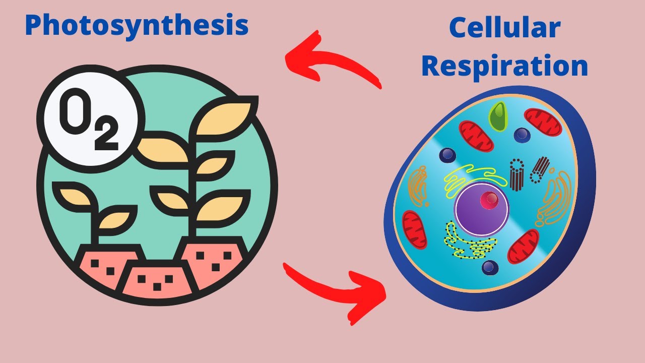 How Do Humans Affect Photosynthesis And Cellular Respiration?