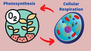 Relationship between Photosynthesis and Cellular Respiration