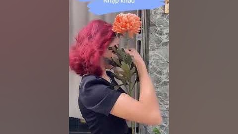 Điện Hoa Khai Trương TPHCM-Bình Hoa Cúc Mẫu Đơn Siêu To Khổng Lồ