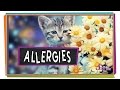 Understanding Allergies and the Immune System