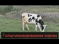 ГОЛШТИНИЗИРОВАННАЯ МОЛОЧНАЯ КОРОВА/Достоинства и недостатки/