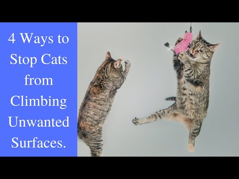 Video: How To Wean A Cat From The Habit Of Climbing On The Table