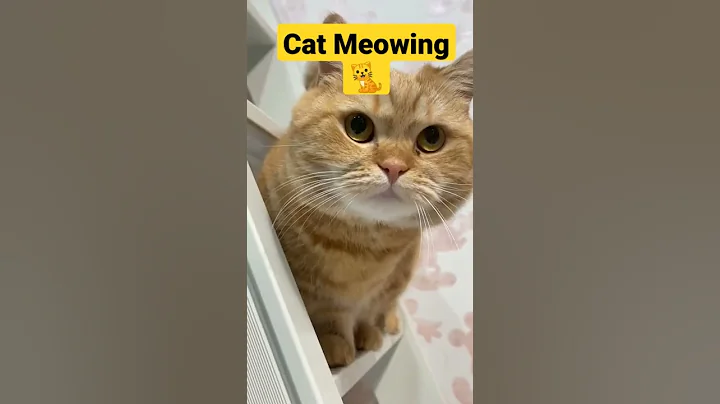 Video 4807701: pets cutecat funny animals, meowing cat sound, funniest animal pets, funny pets animals dog, cuteness cutecat
