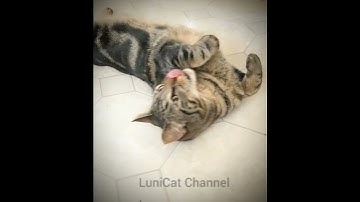 Catnip overload! 😻 🌿#shorts  #cat  #pets #bengalcat #funny #catnip