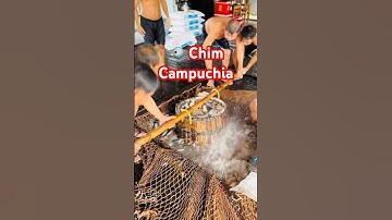 @cadacsan ✅ Mùa nước đục xúc lưới Cá Chim sông Hậu xuất bán sang #Campuchia #miềntây @giathuysan