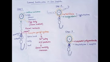 External Fertilization in Sea Urchin ( English )| Resact | Bindin| Fertilizin | Acrosome |