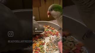 Mr Pickles The Quacker Parrot teaching the new baby Opal how to eat big girl food.