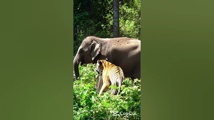 Tiger Attacks Baby Elephant–Shocking Wildlife Moment!! #elephant #youtubeshorts #cute #chennaifandom