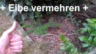 Eibe Vermehren Eibe Selber Ziehen Ableger Stecklinge Eibe Giftig Bonsai Taxus Baccata
