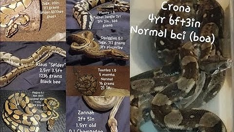 Baby Ball python update: stuck eye caps