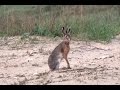 Заяц-русак. ( Lepus europaeus )