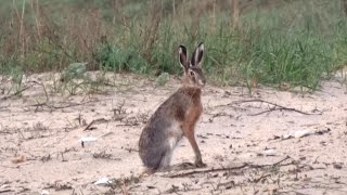 Заяц-русак. ( Lepus europaeus )