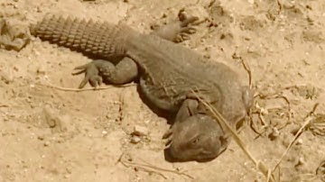 Snake vs Porcupine   Best of Porcupine save Lizard from King Cobra   Aniamals Save Another Animals