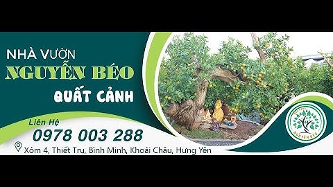 NHÀ VƯỜN NGUYỄN BÉO 0978003288 CUNG CẤP QUẤT CẢNH BONSAI ĐẸP GIÁ RẺ HƯNG YÊN MIỀN BẮC