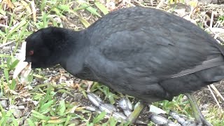 Eurasian Coot ( Fulica atra ) various behaviors in January 2024